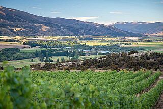 Weingärten in Central Otago Weingärten in Central Otago