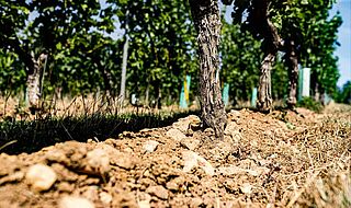 Hochheimer Terroir