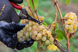 Weinlese