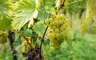 Weinreben des Weinfeldes Charly Rol
