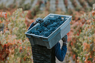 Artadi