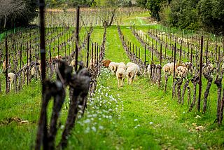 Daumas Gassac / Aime Guibert