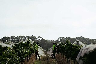 Lese bei Vasse Felix