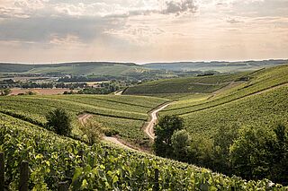 Weinberge Luftaufnahme von La Chablisienne
