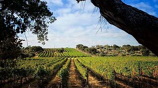 Weingut, Weinfeld Luis Duarte