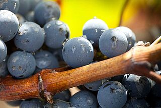Pauillac Traube Pauillac Traube