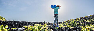 Erntehelfer in Portugal auf den Azoren