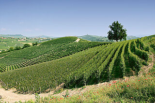 Weinberge von Paolo Scavino