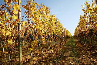 Weingut bei blauem Himmel Proprieta Sperino