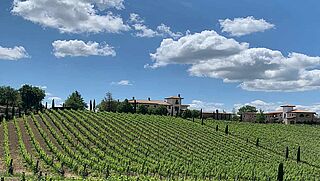 Das Weingut