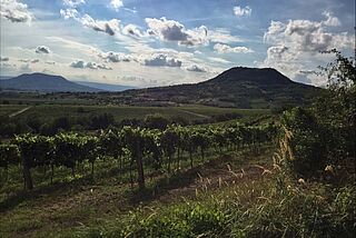 Moric Weinberge