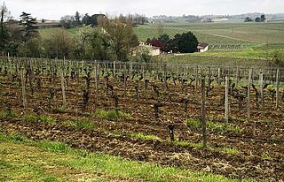 Weingut, Weinfeld Tertre de la Mouleyre