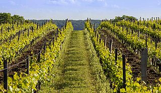 Weinberge in Chinon