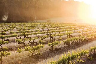 Weinberge von Penfolds