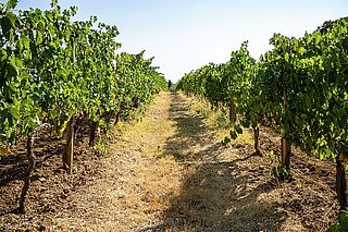 Lisini Weinberge