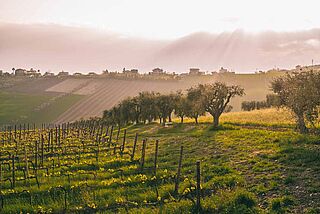 Weinberge Panorama bei Emidio Pepe