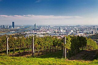 Weinfeld Wieninger bei blauem Himmel in Wien