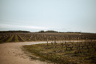 Weinberge Corbillieres