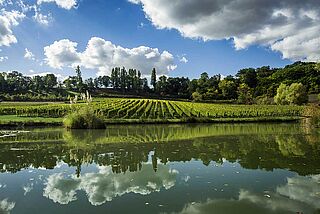 Weinfelder bei blauem Himmel am Fluss