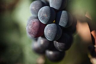 Merlot Trauben Merlot Trauben