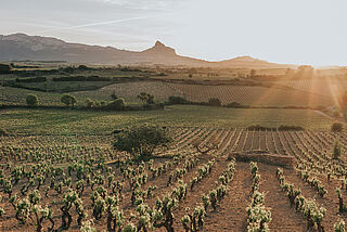 Artadi