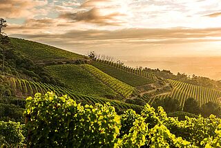 Weingut Klein Constantia bei bei Sonnenaufgang