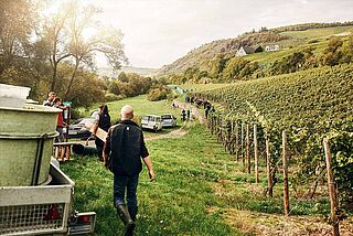 Weinlese bei Dönnhoff auf dem Weingut
