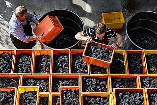 Weinernte Donatsch
