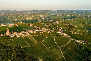 Weinberge von Angelo Gaja