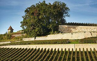 Weingut, Weinfeld Pavie