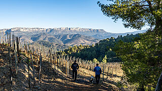 Die Weinberge von Belondrade y Lurton