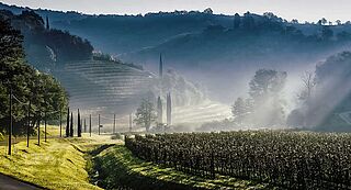 Weinberge von Gravner mit Sonnenschein im Nebel