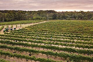 Weinberge in Western Australia