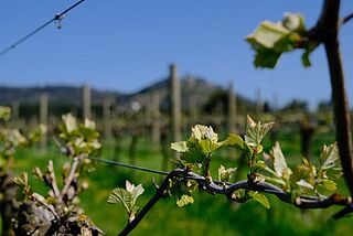 Eastern Peake Winery