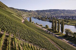 Trittenheim Weinberge Trittenheim von Ansgar Clüsserath an Mosel