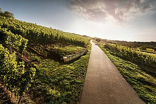 Weinberg von Weingut Bischel Weinberg von Weingut Bischel