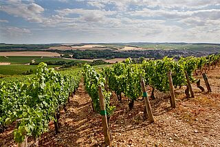 Die Landschaft der Côte de Nuits
