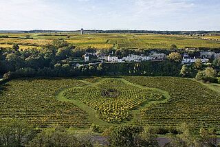 Weinlandschaft Domaine Filliatreau
