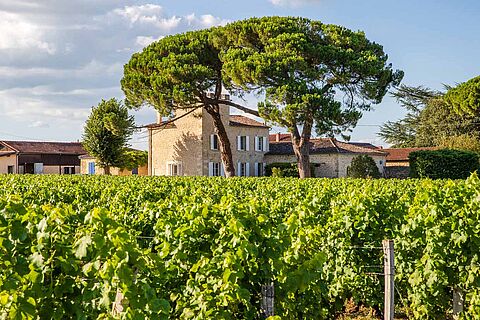 Das Weingut hinter seinen Weinfeldern