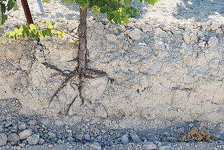 Boden der Weinreben