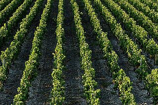 Weinfeld Clos Marsalette Weinfeld Clos Marsalette
