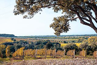 Tenuta Argentiera