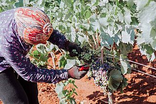 Agricole Vallone Traubenernte von Hand