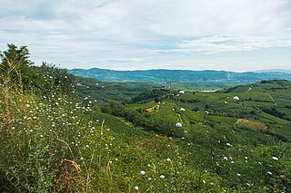 Weinberge Roberto Anselmi