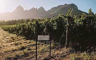 Weinregion Stellenbosch, Le Riche