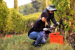 Lese in den Weinbergen von Angelo Gaja