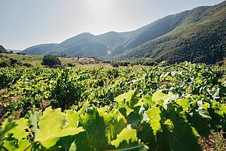 Bodegas Mengoba