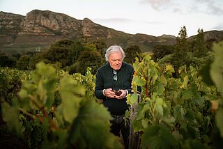 Winzer Hubert du Bouard bei der Weinlese auf dem Weingut Klein Constantia