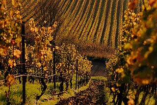 Weinberg vom Weingut Gunderloch Weinberg vom Weingut Gunderloch
