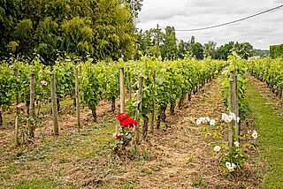 Weinfeld, Weingut Chateau La Fleur